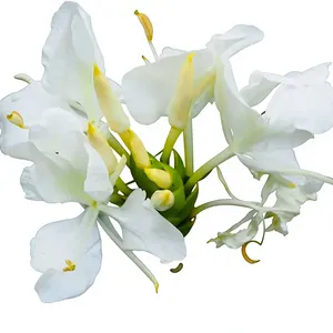 น้ำมันดอกไม้บริสุทธิ์ 1 กก. กลิ่นขิงลิลลี่ (Hedychium Coronarium) น้ำมันหอมระเหยสกัดจากดอกไม้ธรรมชาติ ขายส่งจำนวนมากจากผู้ผลิต - Product Image 3