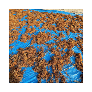 Algues marines séchées Eucheuma Cottonii en coton naturel pour la fabrication de gelée, de sauces, de produits laitiers et d'applications alimentaires - Product Image 5