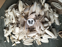 Os de Seiche Séché de Haute Qualité Blanc Éclatant 20-25cm, Os de Sepia Taillés pour Reptiles et Tortues, Source de Calcium en Vrac
