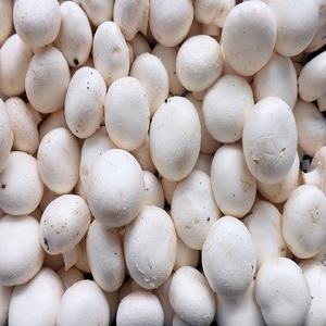 Champiñones Frescos y Blancos Congelados para Procesamiento de Alimentos Premium, Suministro para Restaurantes y Distribución Mayorista Confiable - Product Image 3