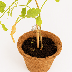 กระถางต้นไม้ใยมะพร้าว Cocopot เป็นมิตรกับสิ่งแวดล้อม สำหรับตกแต่งภายในและภายนอกบ้าน สำนักงาน ห้องนั่งเล่น เหมาะสำหรับวันวาเลนไทน์และวันคริสต์มาส - Product Image 3