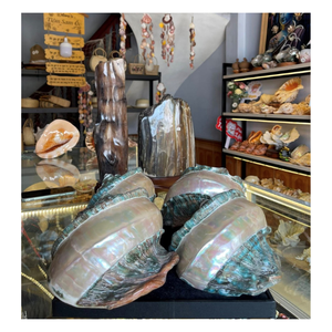 Premium Natural Turbo <b>Shell</b> With Handmade Finish Durable Marine <b>Ornament</b> For Coastal Decoration And Gift Collection - Product Image 2