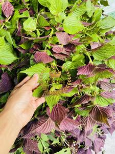 งาดำแห้งสมุนไพรธรรมชาติสำหรับบรรจุชาจากเวียดนาม - Product Image 6