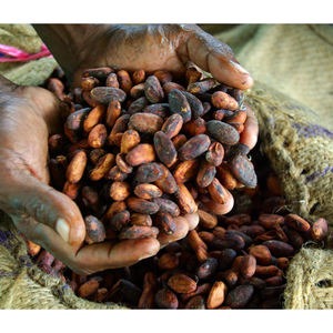 Granos de Cacao Orgánicos - Granos de Cacao Secos de Primera Calidad al por Mayor, Granos de Cacao Crudos Secados al Sol - Product Image 4