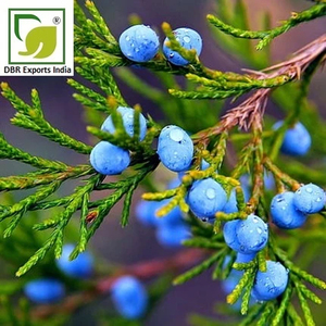 Aceite Esencial de Baya de Junípero Premium, Destilado al Vapor, Aceite Natural para Aromaterapia, Cosmética y Aplicaciones de Fragancia - Product Image 3