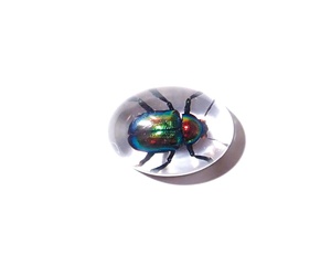 Cabochon ovale en plastique avec spécimen réel de Coléoptère à feuilles brillantes, 12x18 mm, fond plat transparent, pour artisanat et fabrication de bijoux - Product Image 4