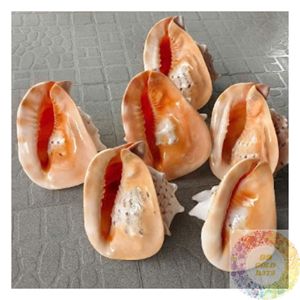 คอลเลกชันเปลือกหอยธรรมชาติสำหรับงานฝีมือ DIY ตกแต่งบ้าน ทำเครื่องประดับ ตกแต่งงานแต่งงานริมชายหาด โครงการศิลปะ อุปกรณ์สร้างสรรค์ - Product Image 1