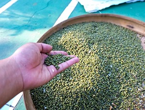 Frijoles Mung Orgánicos Secos Empacados a Granel, Entregados con Estándares de Procesamiento Limpios y Embalaje Seguro para Compradores Mayoristas - Product Image 6