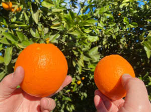 Naranjas Navel y Valencia Frescas Orgánicas Premium |   Grado A |   Cítricos con 12 Meses de Vida Útil, 15 kg, 56 cm, Mejor Precio en Existencia, Baratos - Product Image 5