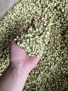 Bourgeons de jasmin industriels du Vietnam, matière première florale naturelle pour la préparation du thé, la décoration culinaire, emballage en vrac - Product Image 5