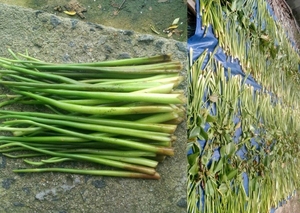 Corde tressée en jacinthe d'eau naturelle du Vietnam Cordon écologique pour les meubles rembourrés et les projets d'artisanat - Product Image 4