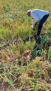 Semences d'<span class=keywords><strong>oignon</strong></span> biologiques FB-SWEAT Research, fraîches et à pollinisation libre, Farson Biotech Pvt Ltd - Product Image 5