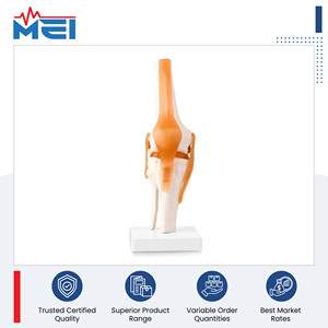 Modelo de Anatomía Médica en Oferta, Instrumento Quirúrgico Médico, Modelo de Articulación de Rodilla con Ligamentos para Uso en Facultades de Medicina - Product Image 2