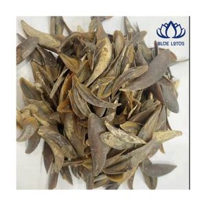 BEST SELLER Dried Murex Operculum Shells for Incense Craft and Aroma Release Creating Relaxing Space Premium Quality Safe Source - Product Image 3