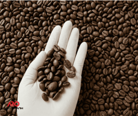 Café Tostado ARABICA ROBUSTA Más Vendido, Rico y Aromático, con Sabor a Mango, Manzana y Frutos Rojos, Entrega Directa de Fábrica, Exportación