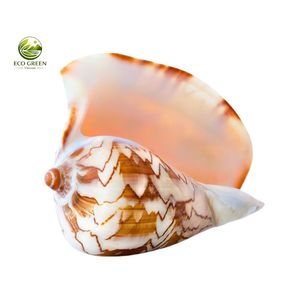 Colección Premium de Conchas Marinas de Vietnam, Conchas Decorativas Naturales en Varios Tamaños y Tipos para Manualidades y Souvenirs - Product Image 4