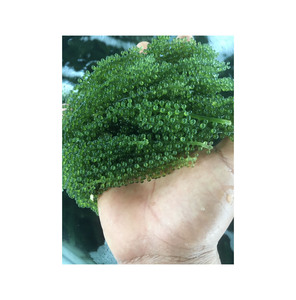 Caviar frais fiable de qualité constante provenant des régions de production aquacole les plus importantes au monde - Product Image 1