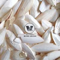 Os de Seiche Séché de Haute Qualité Blanc Éclatant 20-25cm, Os de Sepia Taillés pour Reptiles et Tortues, Source de Calcium en Vrac