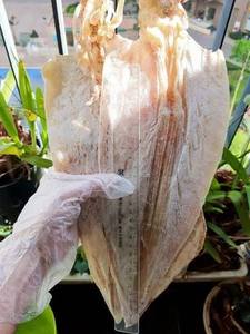 ปลาหมึกแห้งเวียดนาม เกรดมาตรฐาน ยี่ห้อเวียดเดลต้า บรรจุภัณฑ์สุญญากาศ พร้อมรับประทาน สำหรับขายส่งและนำเข้า - Product Image 1