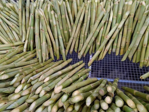 Palitos de Caña de Azúcar Congelados Naturales VDELTA, Sabor Dulce, Origen Vietnam, 1 Año de Duración - Product Image 4