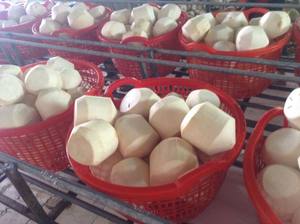 Meilleur prix pour la noix de coco fraîche du Vietnam |   Fournisseur en gros de noix de coco biologique à coupe diamant - Mme Tarina - Product Image 4