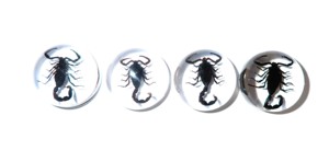 Cabujón de Plástico con Espécimen Real de Escorpión Negro, Redondo, 25x25 mm, Base Plana Transparente, para Manualidades y Joyería - Product Image 3