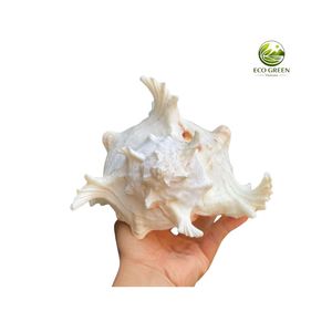 Natural Spiny Seashell <b>Ornament</b> with Real Touch Polished Finish Flower Theme-White Pink Interior for Holiday Wedding Home Decor - Product Image 2