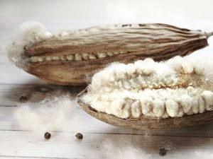 PROMOTION EXCEPTIONNELLE : Fibre de Kapok Naturelle de Qualité Supérieure en Gros pour Oreillers et Filets à Oiseaux / Prix le Plus Bas - Product Image 2