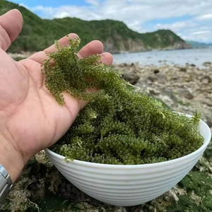 Algues Marines Déshydratées du Vietnam, Caviar Vert Séché de Haute Qualité pour le Marché d'Exportation - Product Image 1