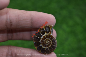 Cabujón de Amonita Marrón de Alta Calidad, Piedra Natural Suelta para Joyería, Precio al por Mayor para Fabricación de Joyas, FAIJAN GEMS Rajasthan - Product Image 2