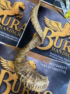Shofar en corne de bélier Kudu, shofar en corne de bélier poli, shofar artisanal naturel, instrument en corne de bélier, shofar en corne de Kudu, shofar juif, 29 pouces - Product Image 5