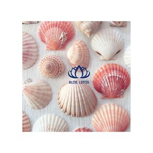 MEJOR VENDIDO Decoración Ecológica con Conchas Marinas |   Campana de Viento Artesanal de Conchas Naturales y Accesorios - Product Image 1