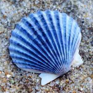 Coquilles de pétoncle de haute qualité 2026, source sûre et propre pour la décoration de table et la création artisanale, blanc éclatant, durables, approvisionnement en vrac - Product Image 3