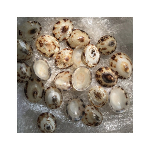 Coquille de limette de qualité supérieure, d'origine océanique pure, pour usage professionnel des designers et outil de décoration artistique pour les expositions culturelles - Product Image 5
