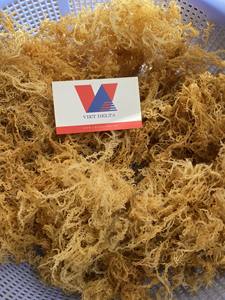 La mejor calidad-Musgo marino seco-Oro crudo, Musgo marino púrpura-100% Musgo marino irlandés de Vietnam / Lima - Product Image 2