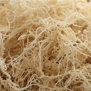 Meilleure Offre : Algues Marines Brutes Séchées au Soleil (Gold Sea Moss) – Matière Première en Vrac, Approvisionnement Direct Usine, Qualité Supérieure 1kg - Product Image 6