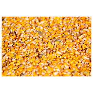 Yellow Corn Feed Grade High Energy <b>Grain</b> for Poultry Dairy and Livestock Farming - Product Image 5