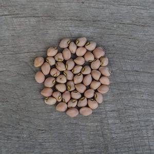 Approvisionnement en gros de pois à yeux noirs riches en nutriments, parfaits pour les collations saines et la production alimentaire - Product Image 5