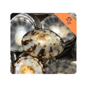 [MEILLEURES VENTES] BLUE LOTUS FARM Coquillages de limaces véritables polies écologiques en vrac pour aquarium, décoration et artisanat marin - Product Image 1