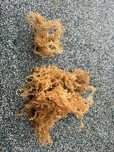 สาหร่ายทะเลแห้ง ไอริชมอส วัตถุดิบจากเวียดนาม ผู้ผลิต โรงงานขายส่ง ส่งออกจำนวนมาก - Product Image 3