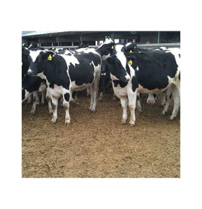 Vacas Holstein Gestantes Saludables, Suministro al por Mayor para Granjas Lecheras y Compradores Globales - Product Image 1