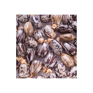 <span class=keywords><strong>Semi</strong></span> di Ricino di Alta Qualità, Essiccati, Grezzi, di Tipo Premium, per la Vendita all'Ingrosso - Product Image 4