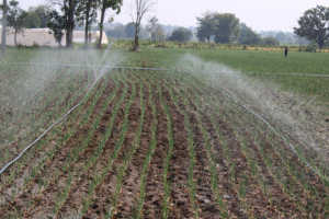 FB-RED 11 |   <span class=keywords><strong>Oignon</strong></span> tolérant aux chocs d'Inde | |   Farmson Biotech Pvt Ltd Inde - Product Image 2