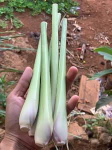 Hierba de limón congelada IQF-Hierba de limón en rodajas/Hierba de limón picada para exportación de productos de verduras congeladas-PROVEEDOR VIETNAM/Sra. Selina - Product Image 6