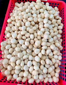 Nueces de Macadamia de Vietnam con y sin Cáscara, Precio Económico, MOQ Bajo |   Calidad de Exportación al por Mayor - Sra. Tarina - Product Image 3