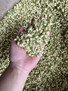 Capullos de Jazmín Secos Estándar de Exportación, 100% Puro y Natural, para la Industria del Té, Suministro de Vietnam - Product Image 2