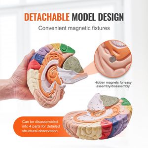 Modello Anatomico del Cervello Umano a Grandezza Naturale in 4 Parti, 2 Pezzi, con Etichette Codificate a Colori Rimovibili e Base Espositiva per Scienze Mediche - Product Image 4