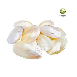 Platos Ovalados de Concha Marina Ecológicos al por Mayor, Rebanadas Iridiscentes Pulimentadas y Brillantes para Decoración del Hogar Costero y Recuerdos de Boda - Product Image 5