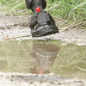 Botas para Cascos de Caballo, Botas de Protección Ecuestres Personalizadas para Entrenamiento de Equitación y Uso al Aire Libre - Product Image 4