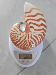 Concha de Nautilus de Vietnam para Decoración de Acuarios, Proyectos de Arte y Manualidades, y Decoración del Hogar, con Suministro al por Mayor y Buen Precio - Product Image 3